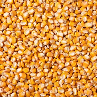 Maize