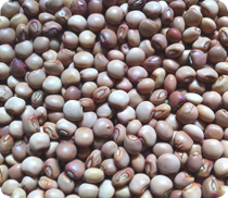 Pigeon Peas Specifications
