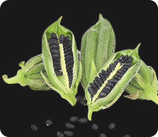 Sesame Seeds Specifications